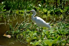 Egretta thula