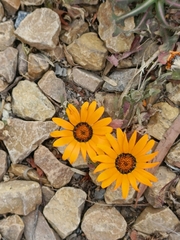 Dimorphotheca sinuata