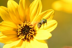 Augochlorella aurata