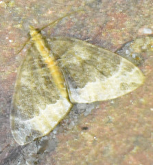 Ecliptopera capitata