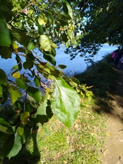 Crataegus phaenopyrum