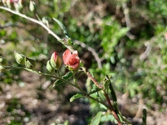 Sphaeralcea chenopodifolia