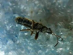 Paromius longulus