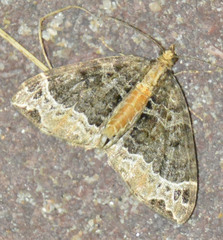 Ecliptopera capitata