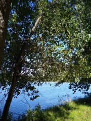 Crataegus phaenopyrum