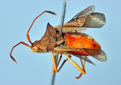 Cletus ochraceus