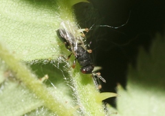 Eurytominae