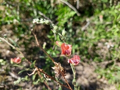 Sphaeralcea chenopodifolia