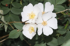 Rosa spinosissima