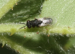 Eurytominae