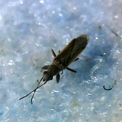 Paromius longulus