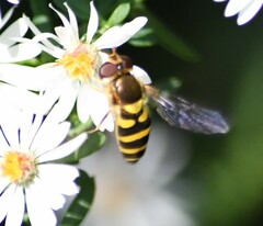 Syrphus rectus