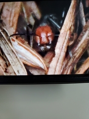 Formica obscuripes