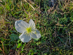 Oenothera centaurifolia