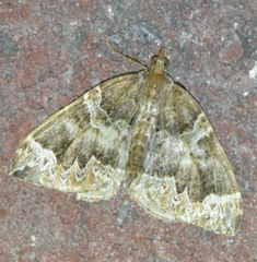 Eulithis prunata