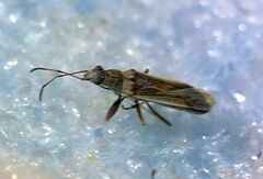 Paromius longulus