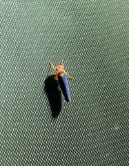 Cicadellinae