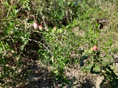 Sphaeralcea chenopodifolia