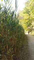 Phragmites australis
