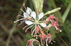 Oenothera suffrutescens