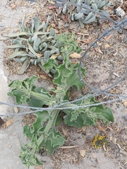 Mesembryanthemum crystallinum