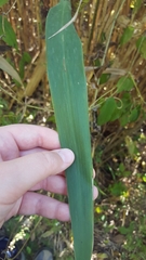 Phragmites australis
