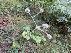 Geum macrophyllum