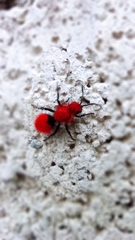 Dasymutilla erythrina