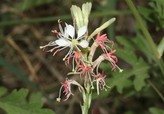 Oenothera suffrutescens