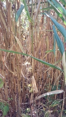 Phragmites australis