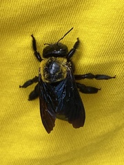 Xylocopa pubescens