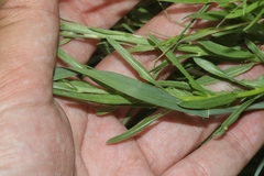 Oenothera suffrutescens