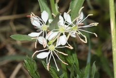 Oenothera suffrutescens