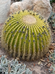 Kroenleinia grusonii