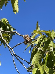 Quercus acutissima
