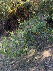 Bambusoideae