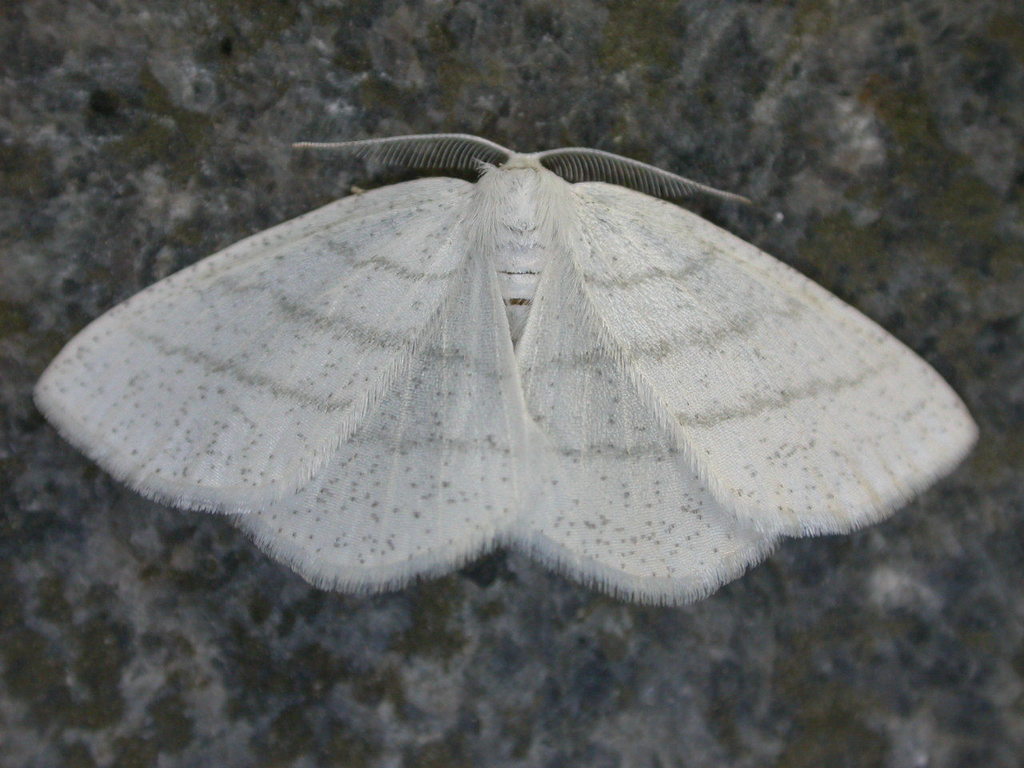 Cabera