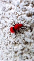 Dasymutilla erythrina