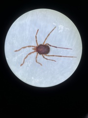 Erythraeidae