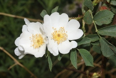 Rosa spinosissima