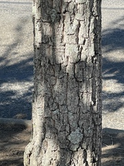 Quercus acutissima