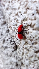 Dasymutilla erythrina