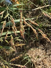 Sorghum halepense