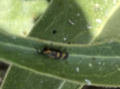 Hippodamia convergens