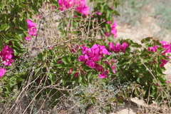 Bougainvillea