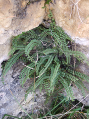 Asplenium trichomanes