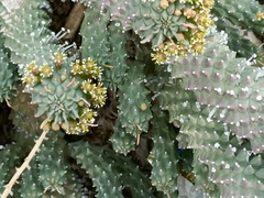 Euphorbia caput-medusae