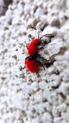 Dasymutilla erythrina