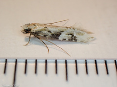 Crypsitricha mesotypa