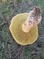 Butyriboletus appendiculatus